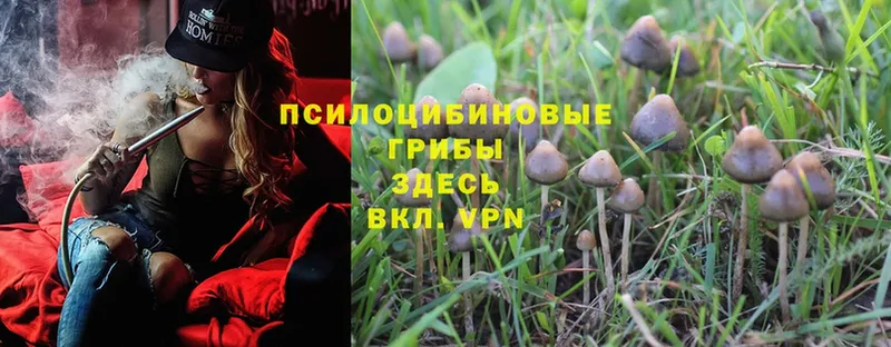 закладка  Петушки  Псилоцибиновые грибы Psilocybe 